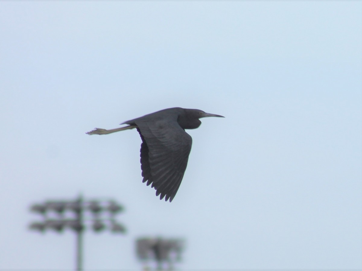 Little Blue Heron - ML627867207