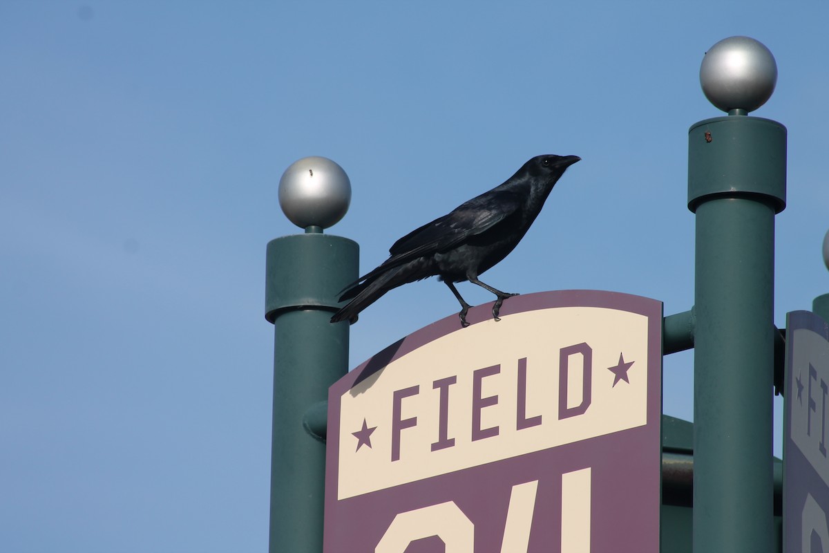 Fish Crow - ML627867217