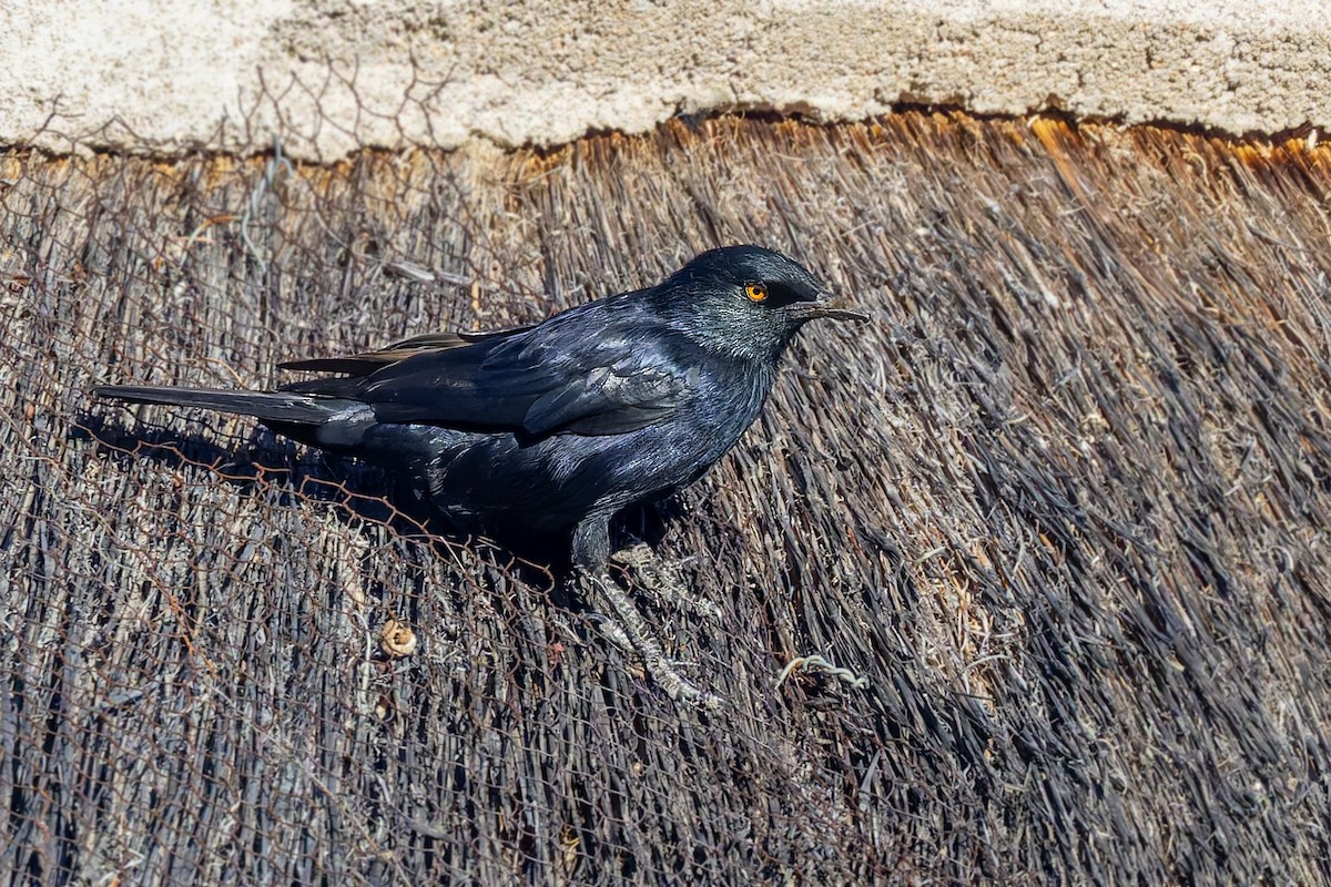 Pale-winged Starling - ML627867223