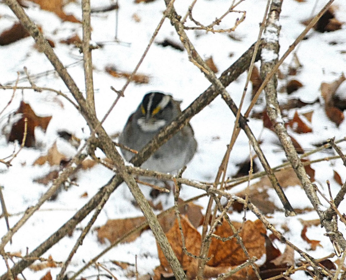 White-throated Sparrow - ML627867240