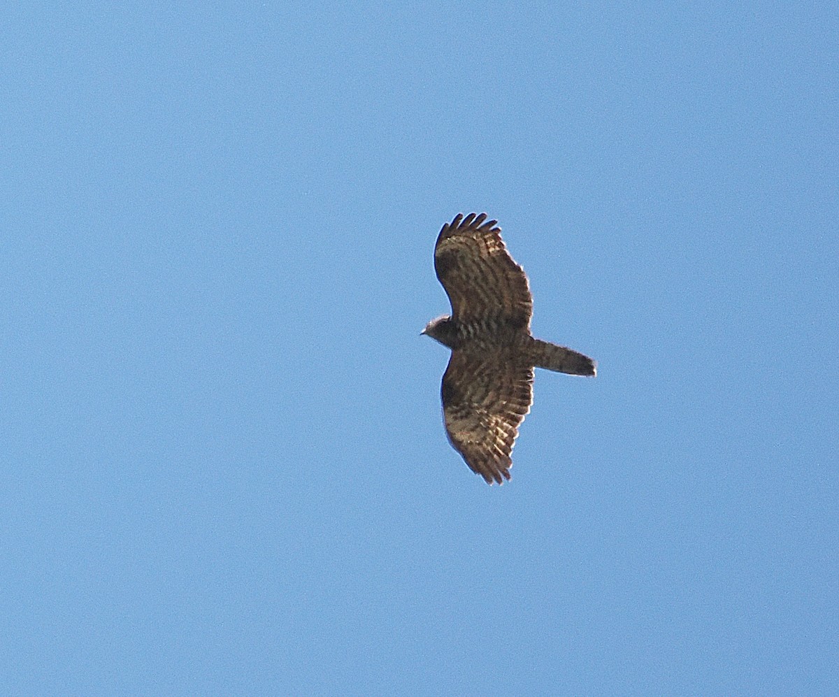 European Honey-buzzard - ML627867243