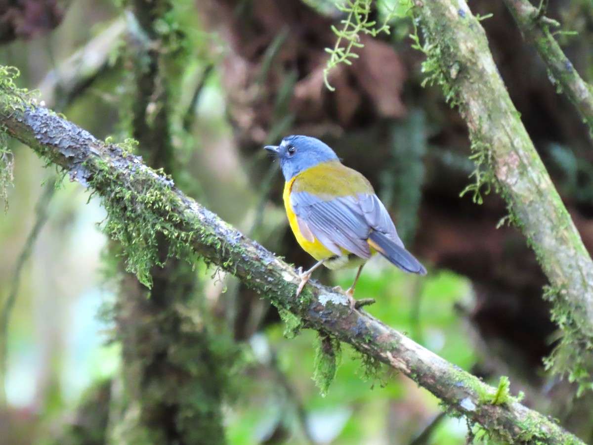 White-starred Robin - ML627867269