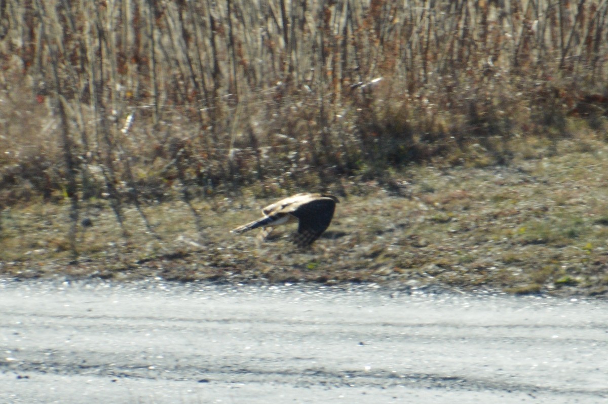 Cooper's Hawk - ML627867274