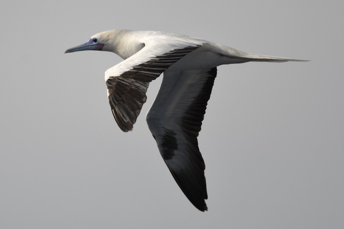 Red-footed Booby (Indopacific) - ML627867292