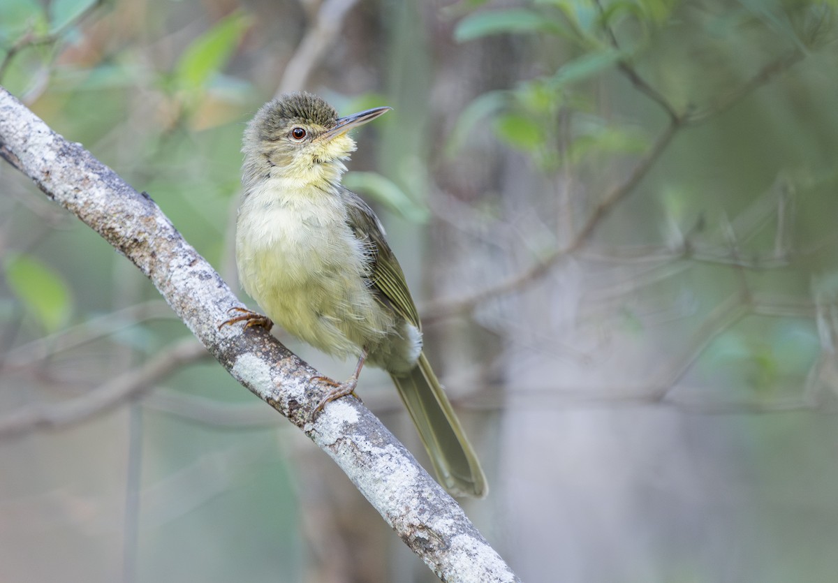 Long-billed Bernieria - ML627867300