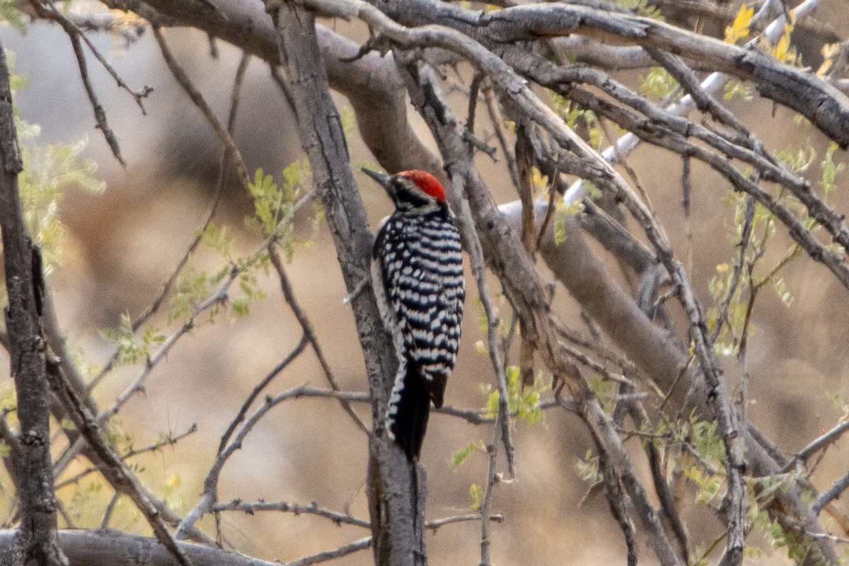 Ladder-backed Woodpecker - ML627867304