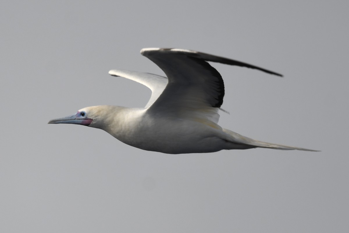 Red-footed Booby (Indopacific) - ML627867308