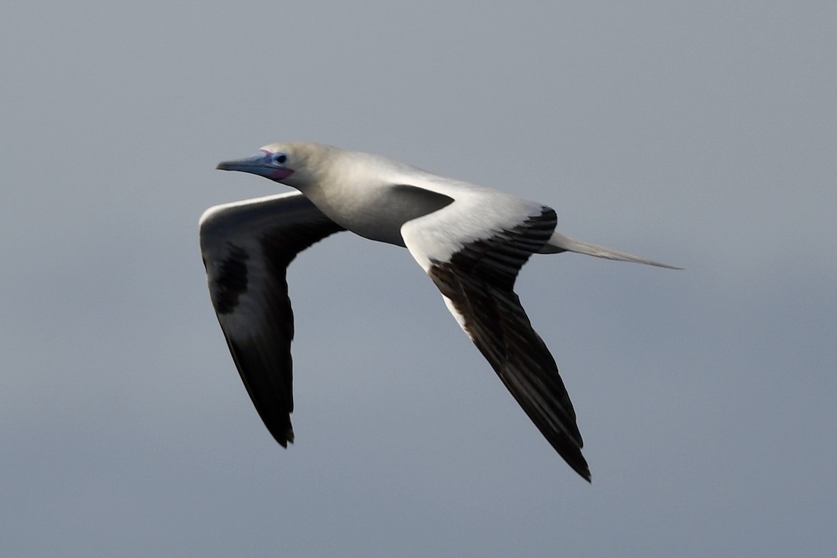 Red-footed Booby (Indopacific) - ML627867313