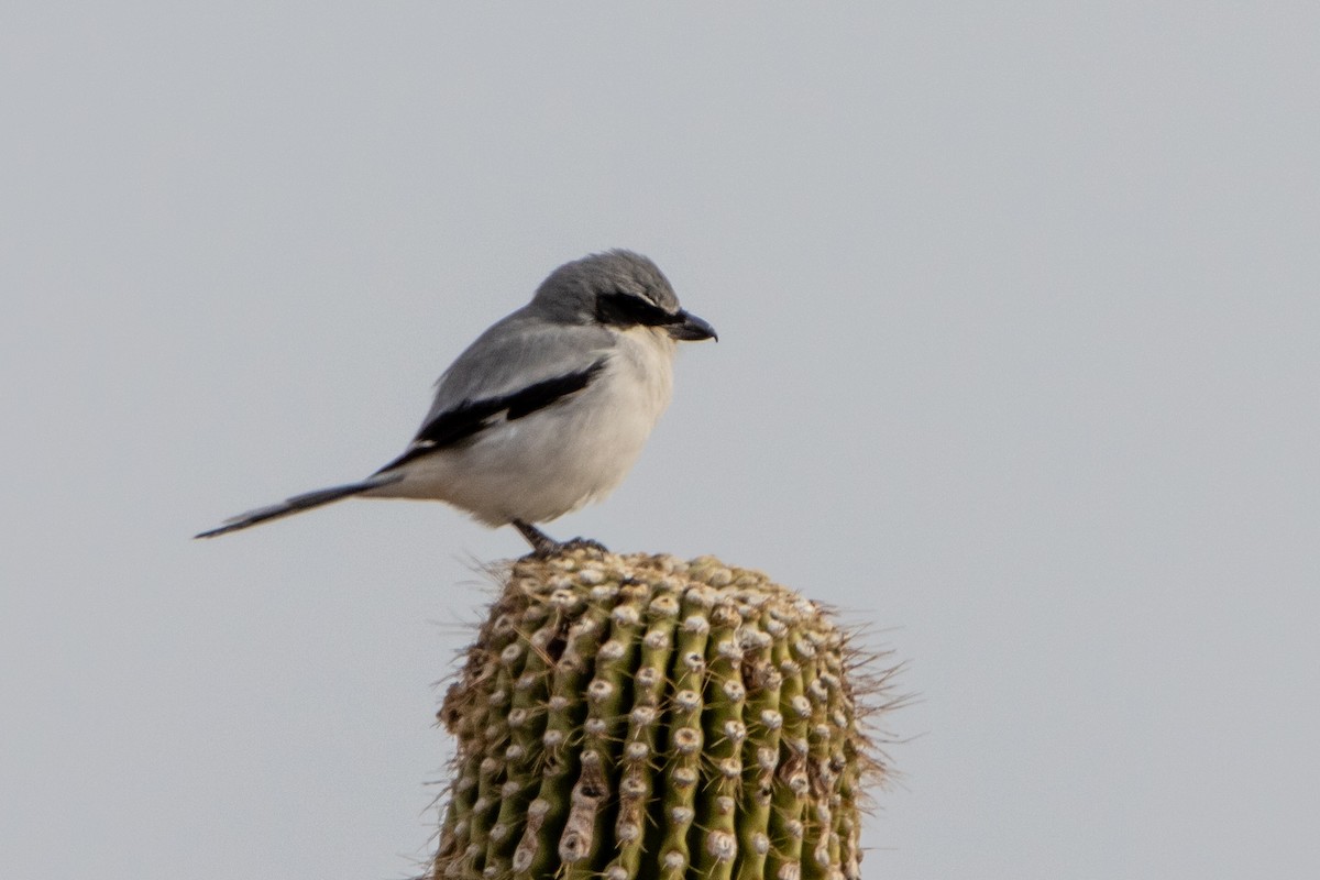 Loggerhead Shrike - ML627867319