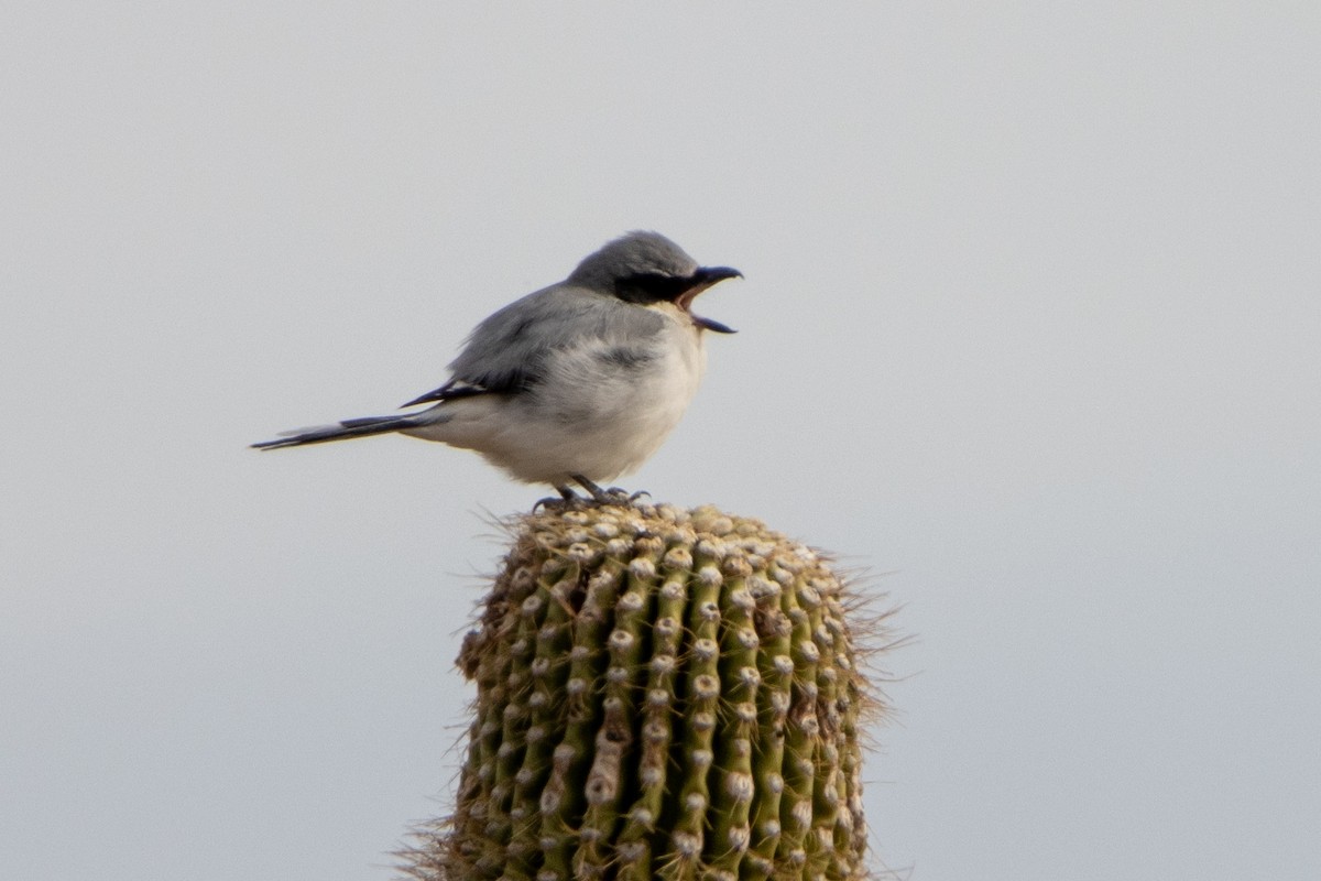 Loggerhead Shrike - ML627867320