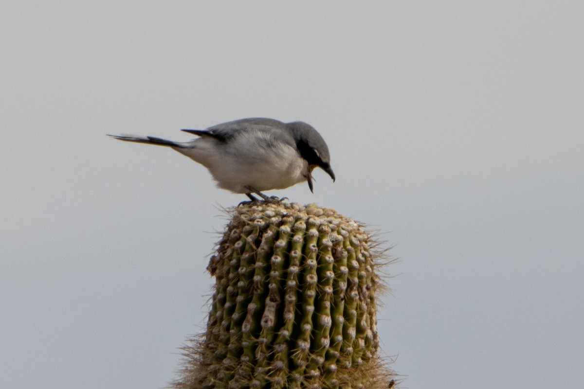 Loggerhead Shrike - ML627867321