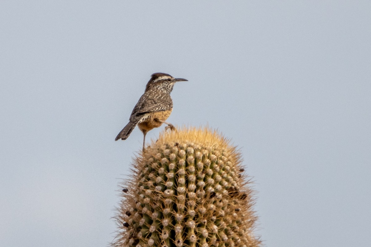 Cactus Wren - ML627867337