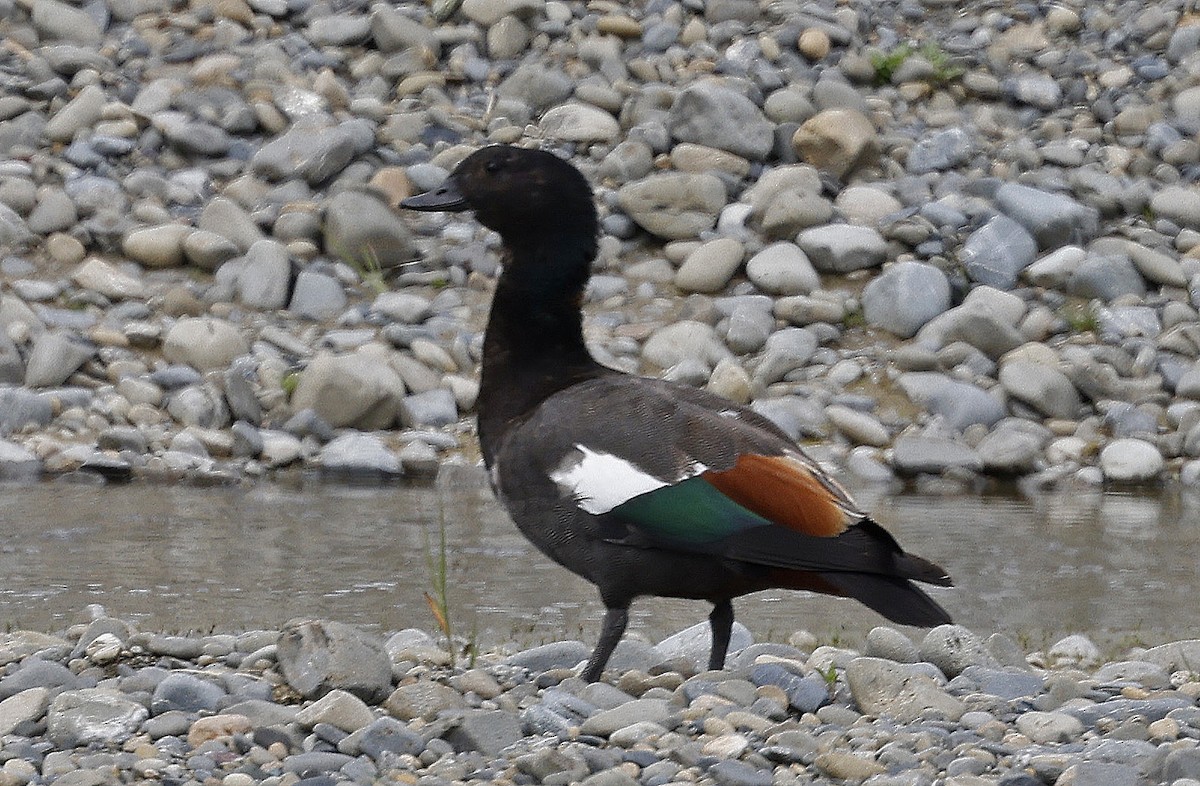 Paradise Shelduck - ML627867391