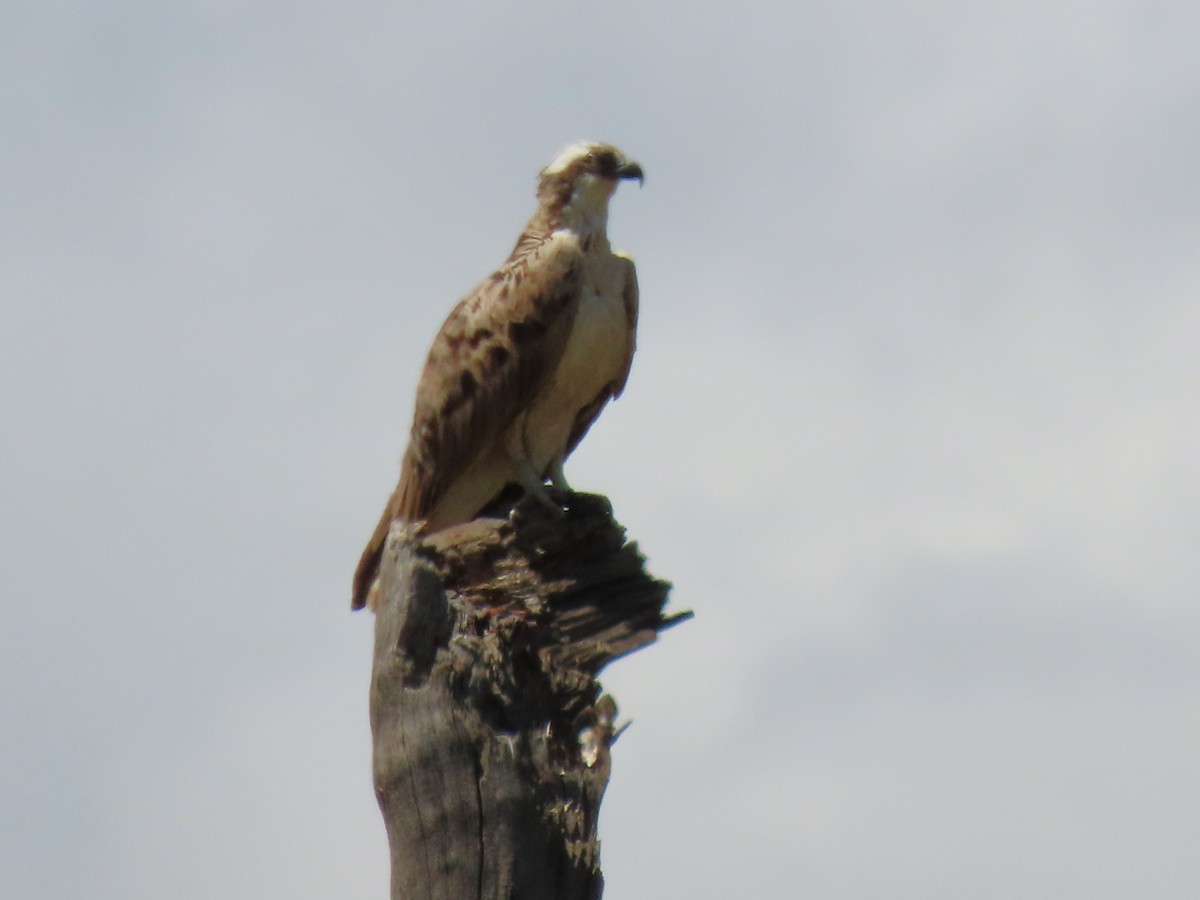 Osprey - ML627867392