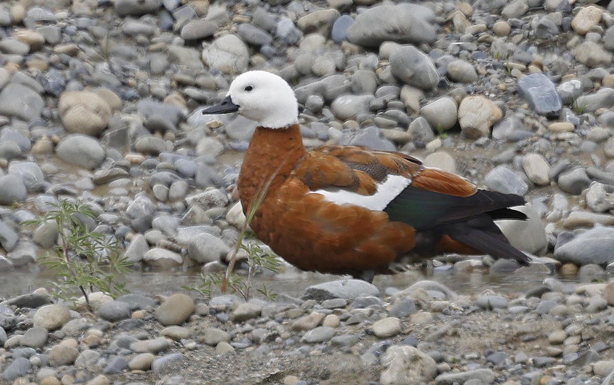 Paradise Shelduck - ML627867396