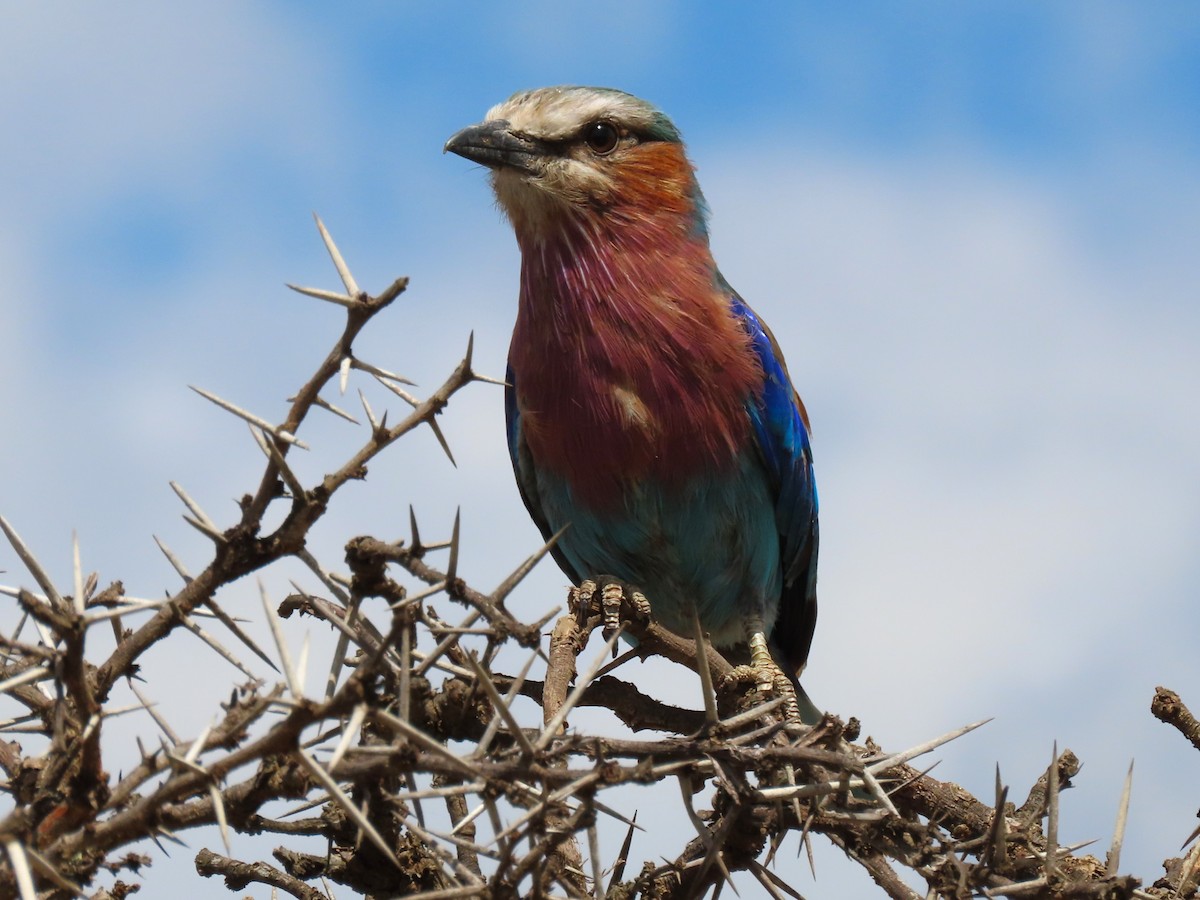 Lilac-breasted Roller - ML627867401