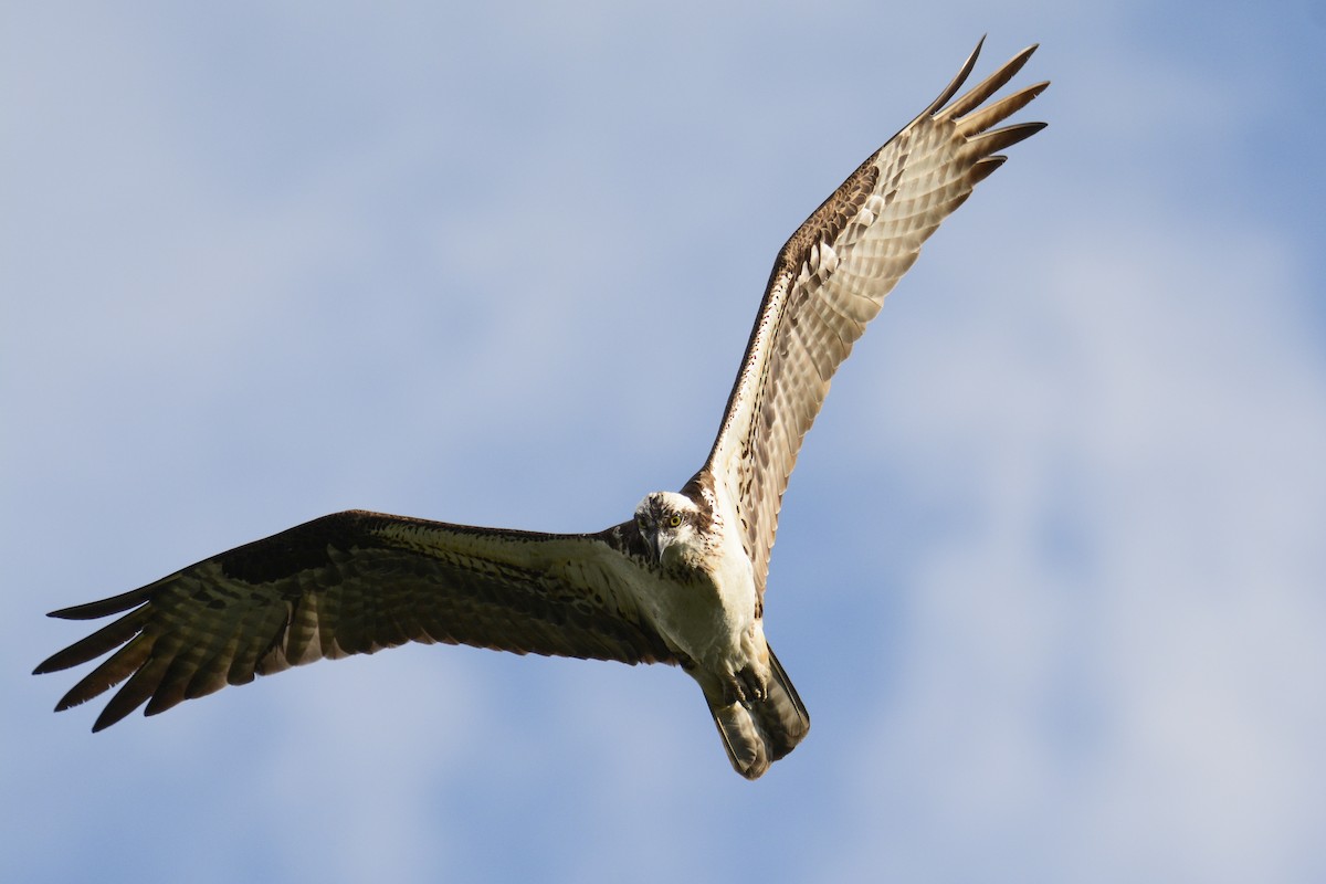 Osprey - ML627867427