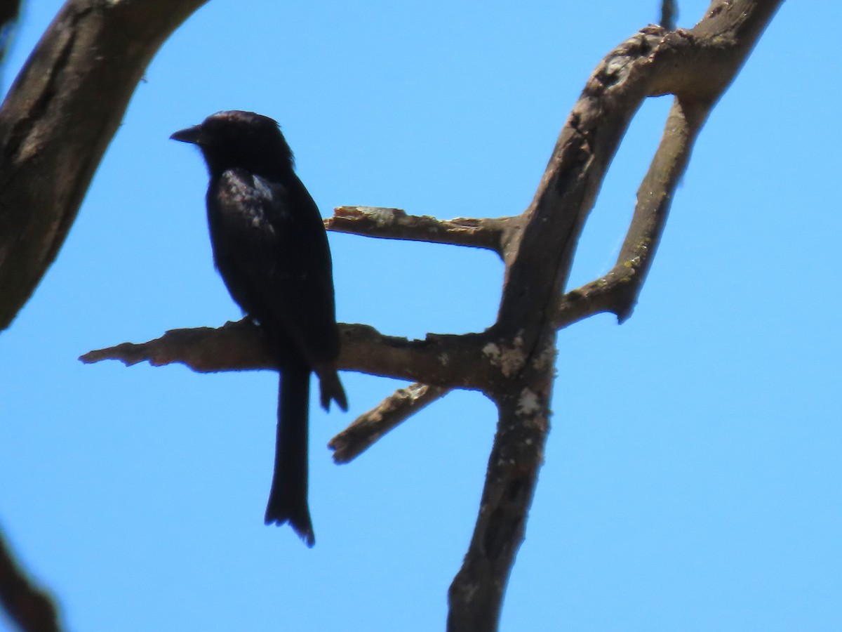 Fork-tailed Drongo - ML627867433