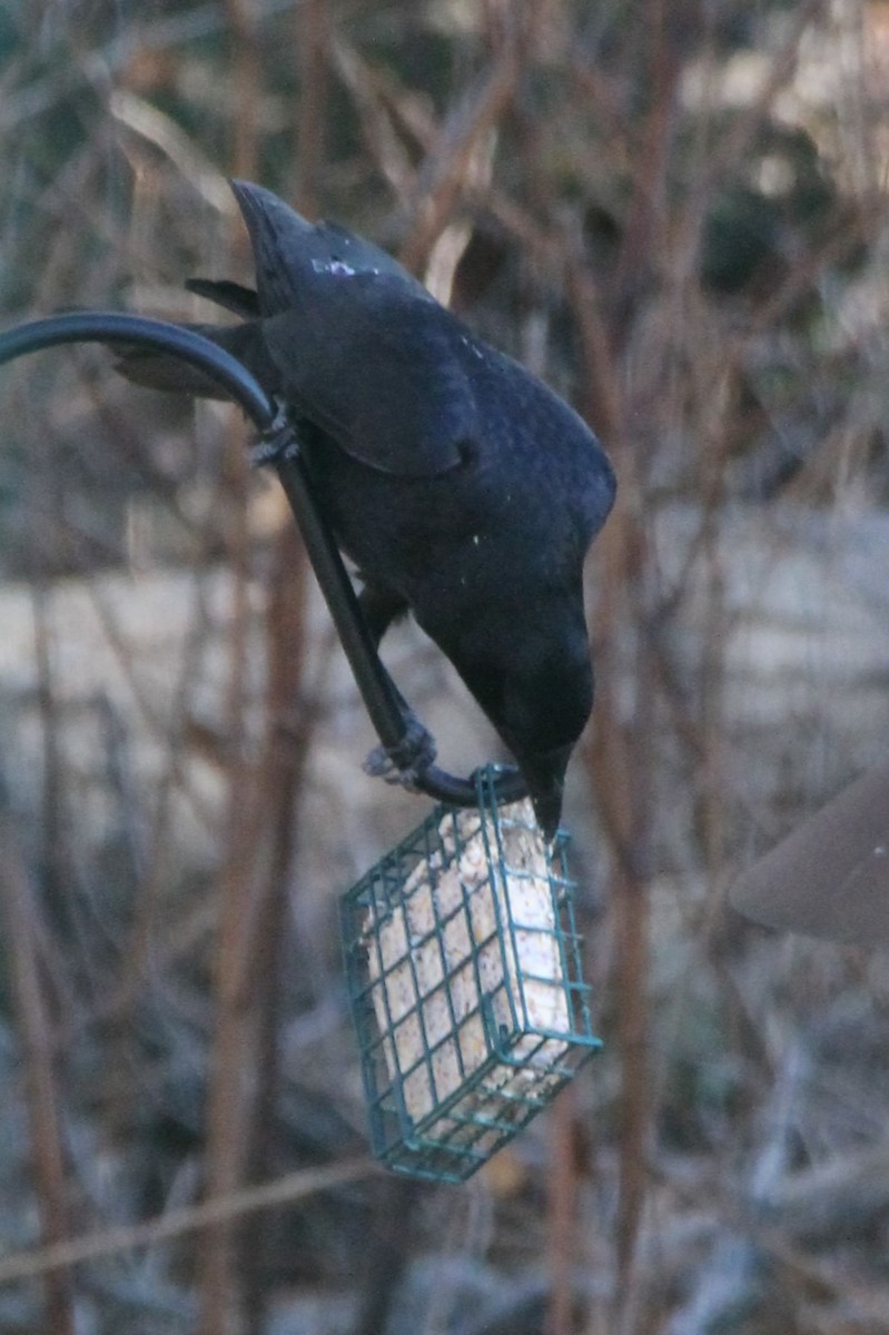 American Crow - ML627867458