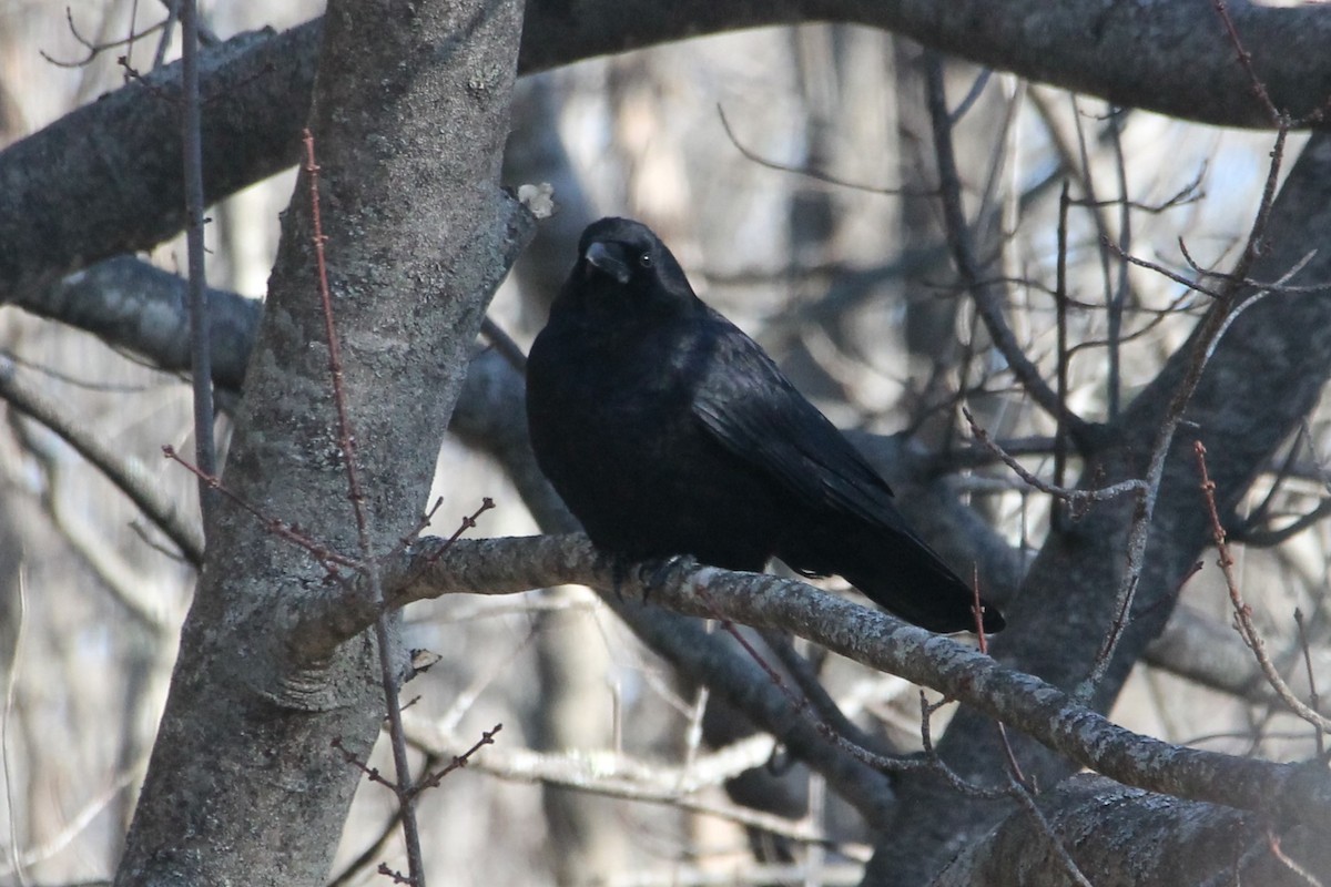 American Crow - ML627867467