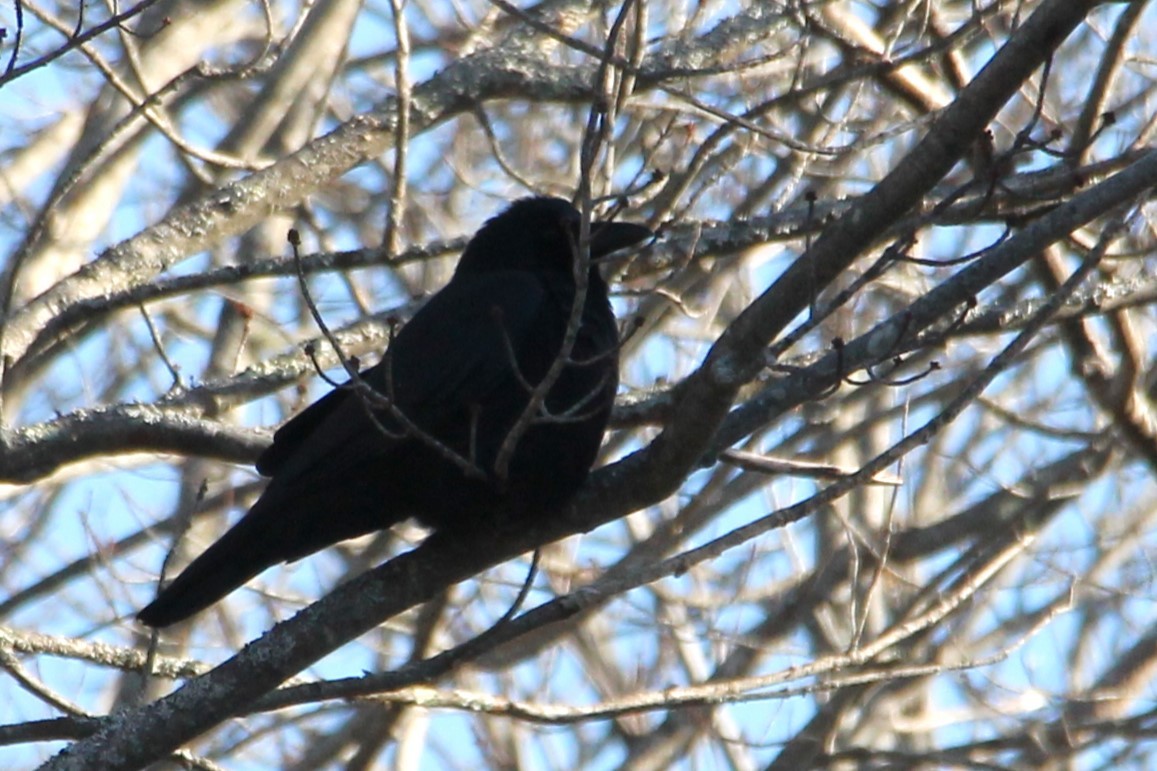 American Crow - ML627867472