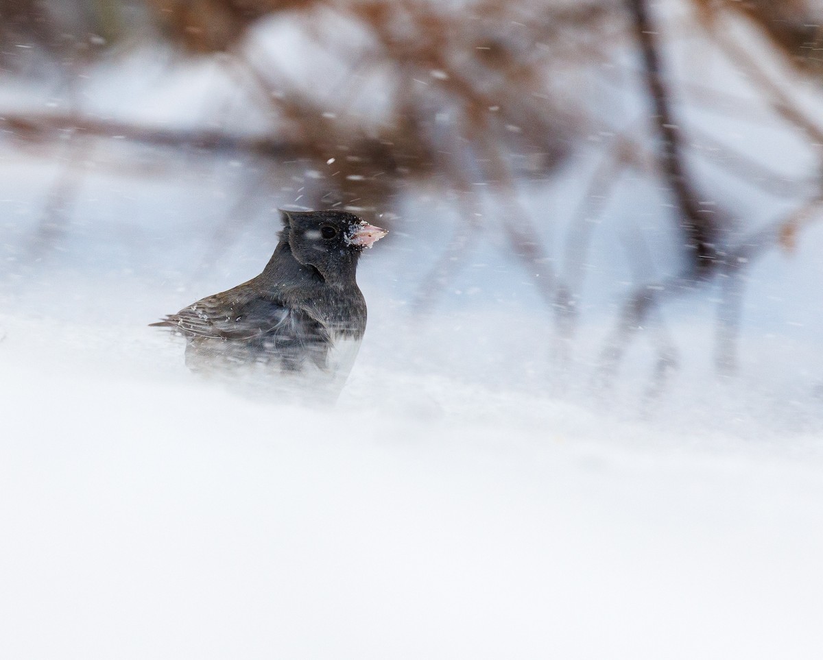 Dark-eyed Junco (Slate-colored) - ML627867583