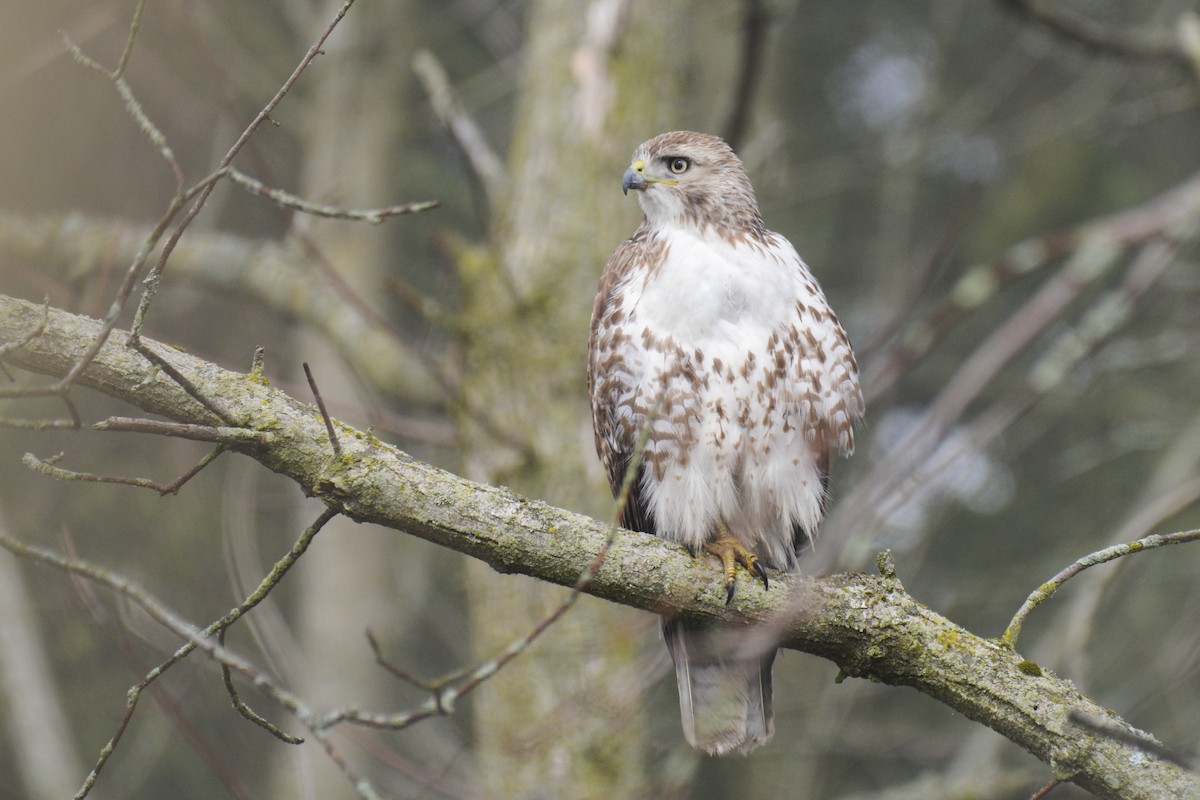 Red-tailed Hawk - ML627867612