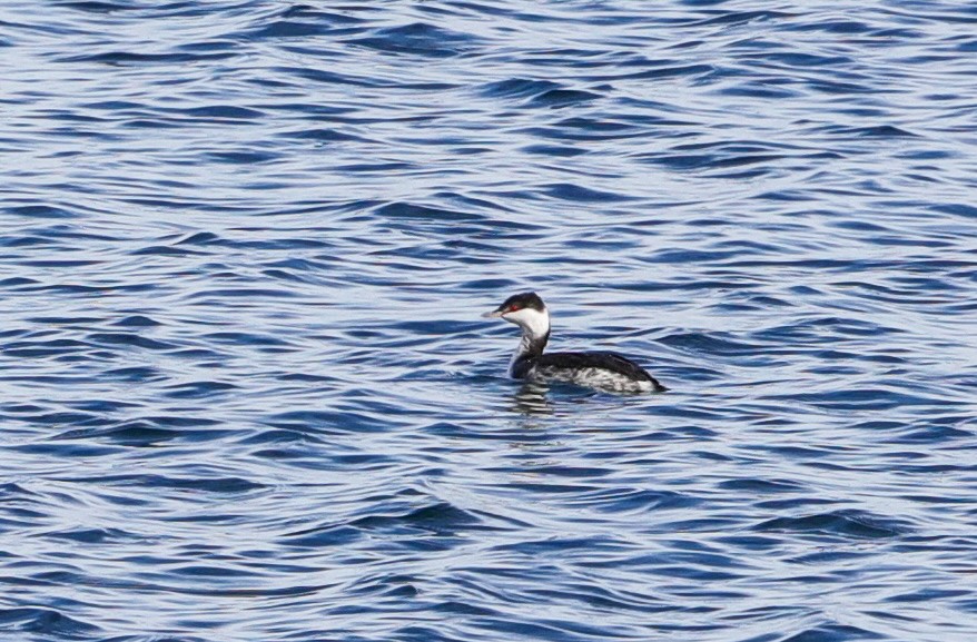 Horned Grebe - ML627867661