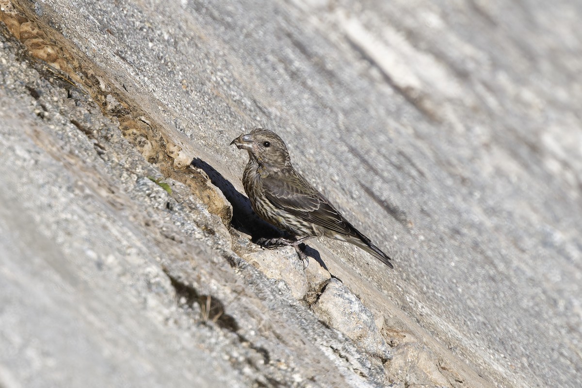 křivka obecná - ML627867662