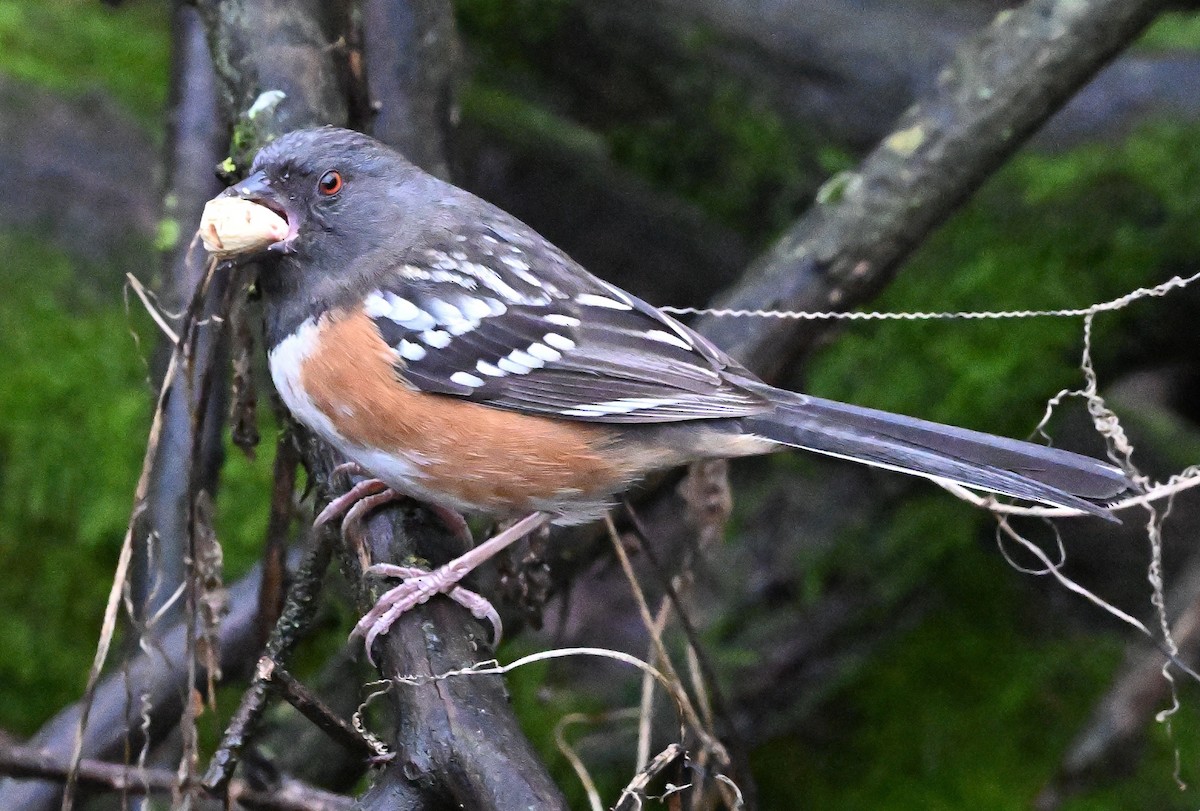 Spotted Towhee - ML627867700