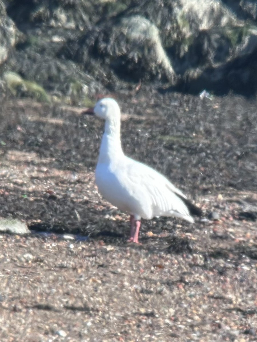 Snow Goose - ML627867721