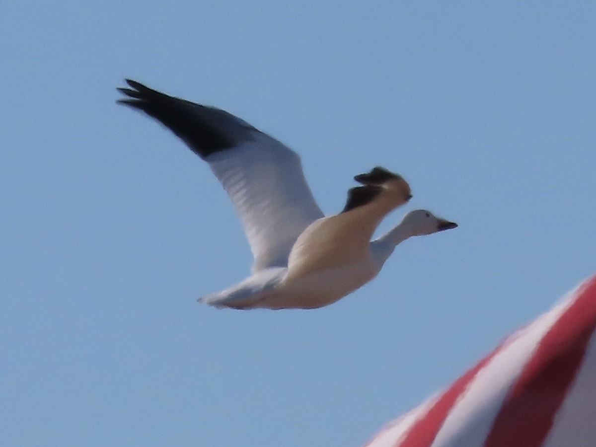 Snow Goose - ML627867722