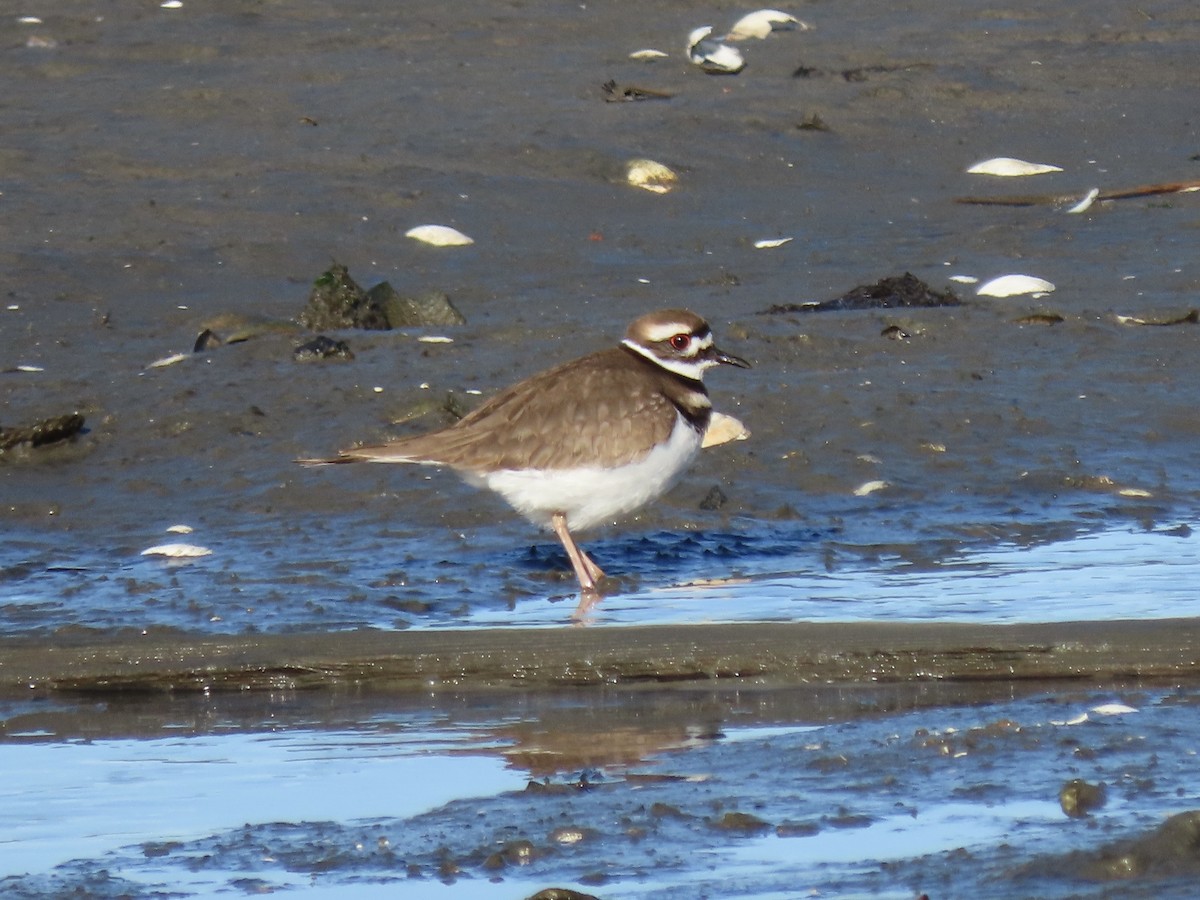 Killdeer - ML627867736