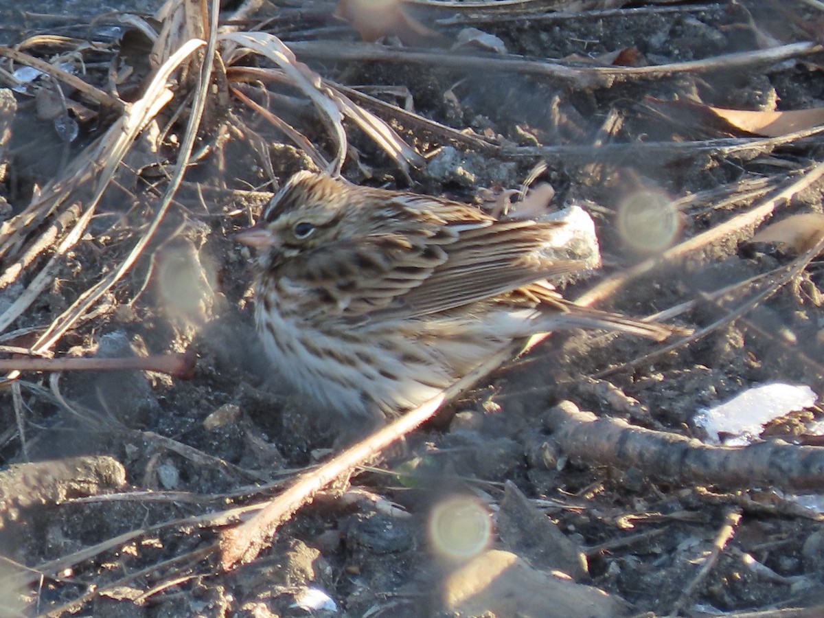 Savannah Sparrow - ML627867801