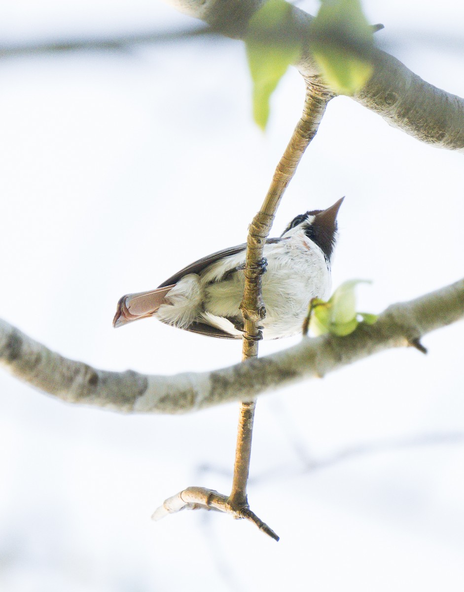 Red-tailed Vanga - ML627867826