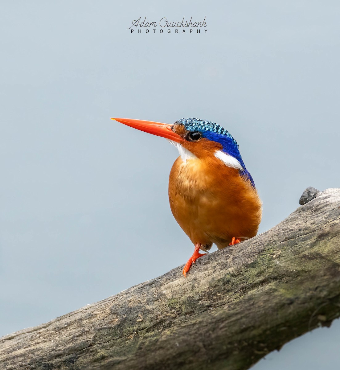Malachite Kingfisher - Adam Cruickshank - Birding Ecotours
