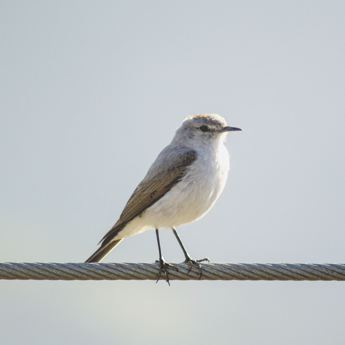 Rufous-naped Ground-Tyrant - ML627867910