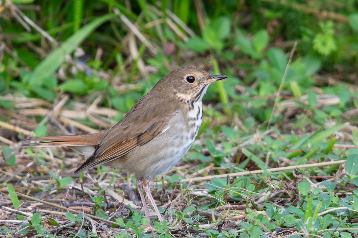 Hermit Thrush - ML627867919