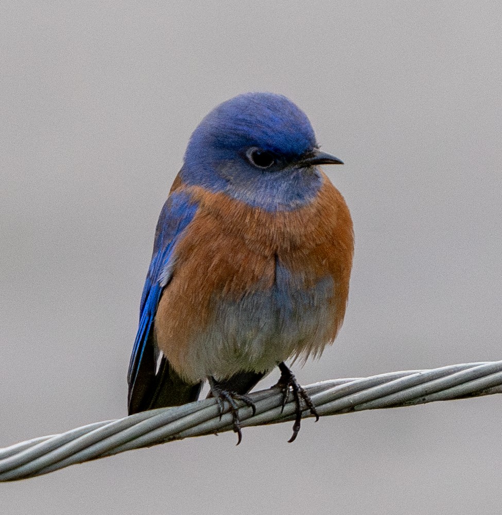 bluebird sp. - ML627867969