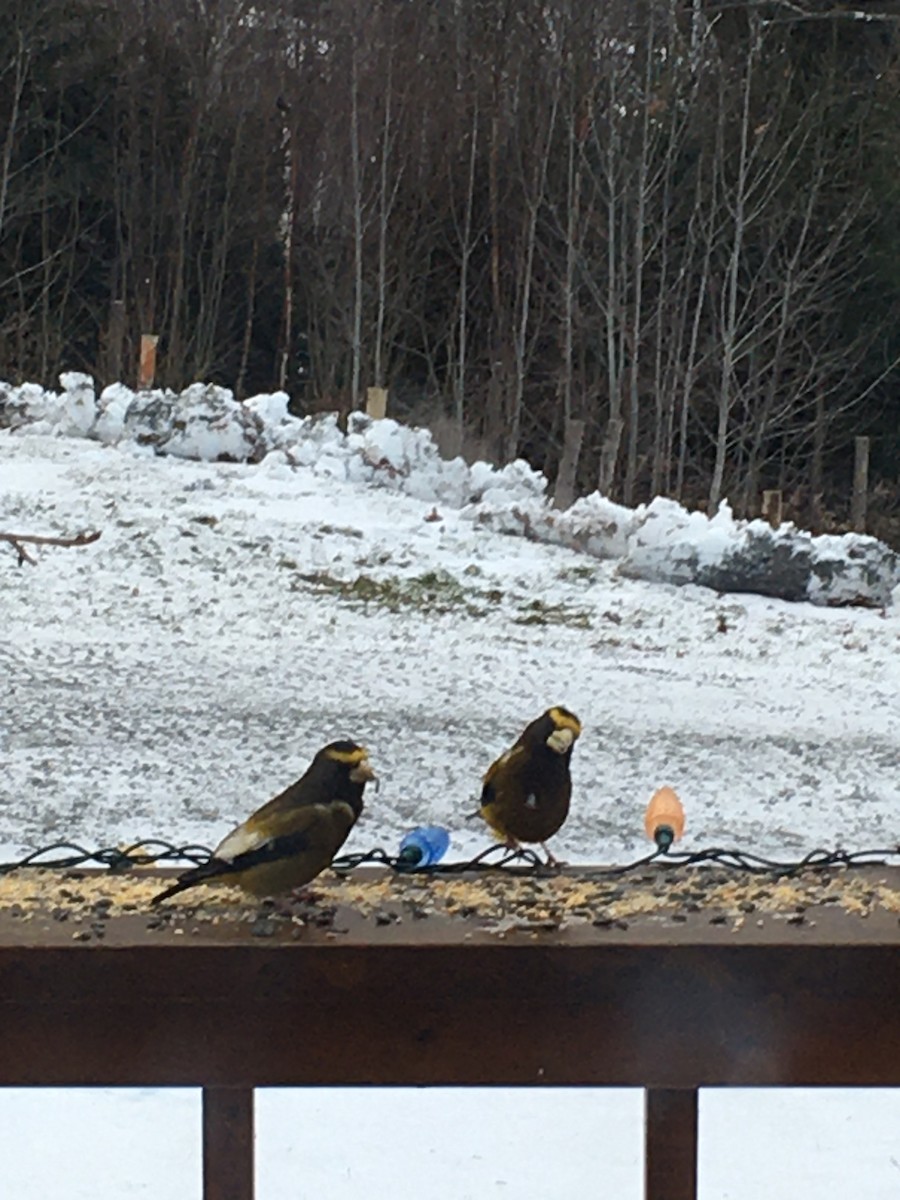 Evening Grosbeak - ML627868015