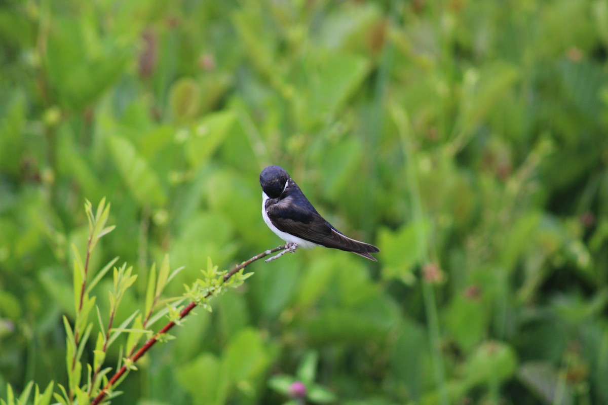 Chilean Swallow - ML627868106