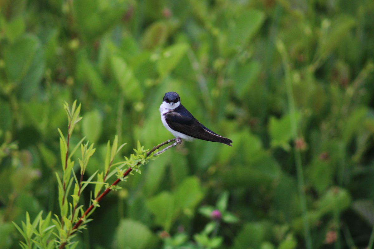 Chilean Swallow - ML627868121