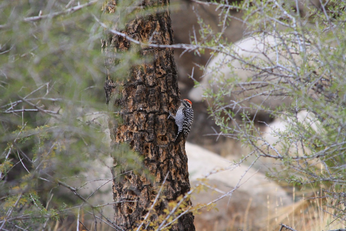 Ladder-backed Woodpecker - ML627868168