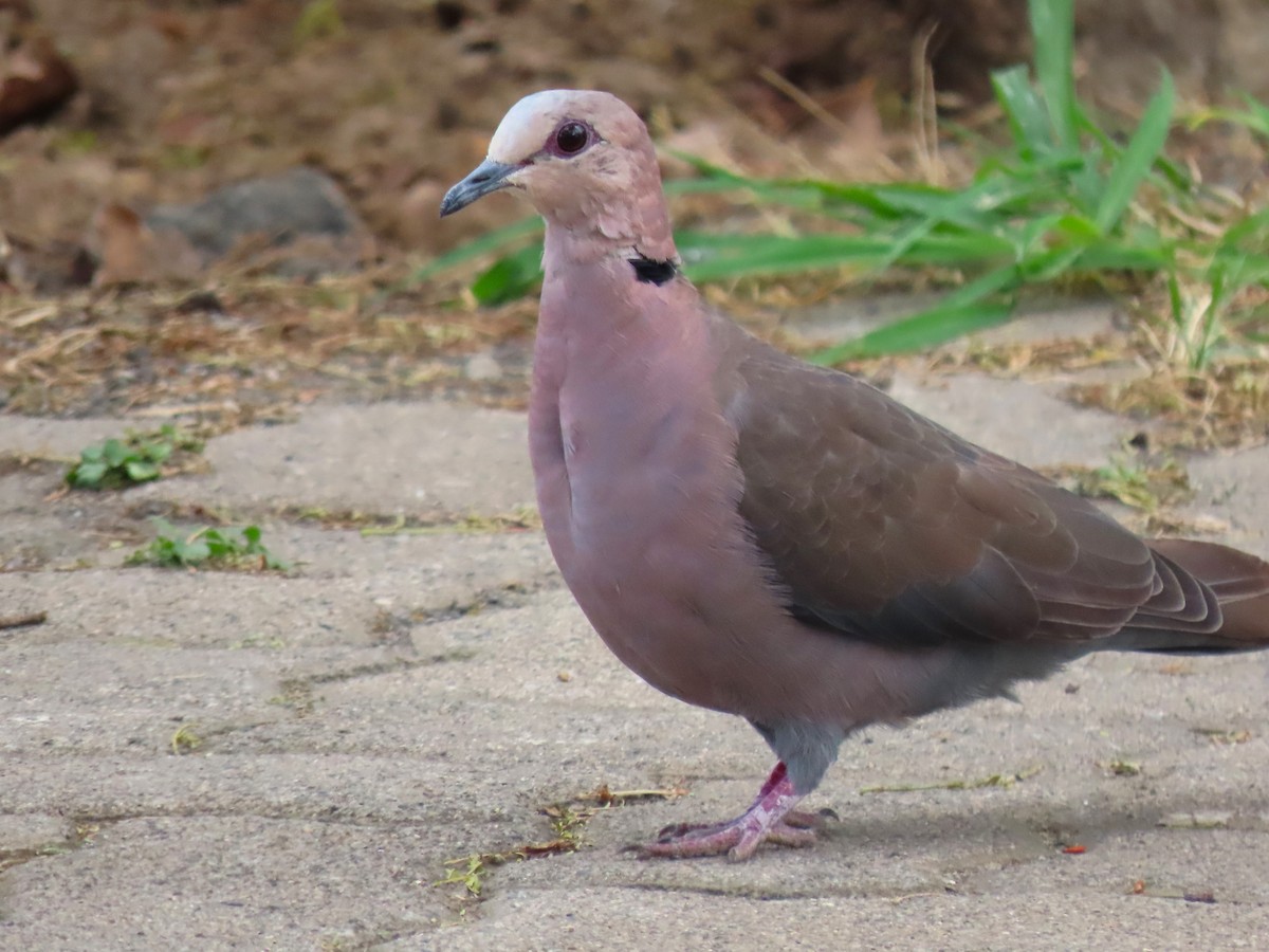 Red-eyed Dove - ML627868177