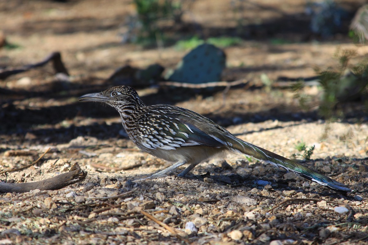 Greater Roadrunner - ML627868191