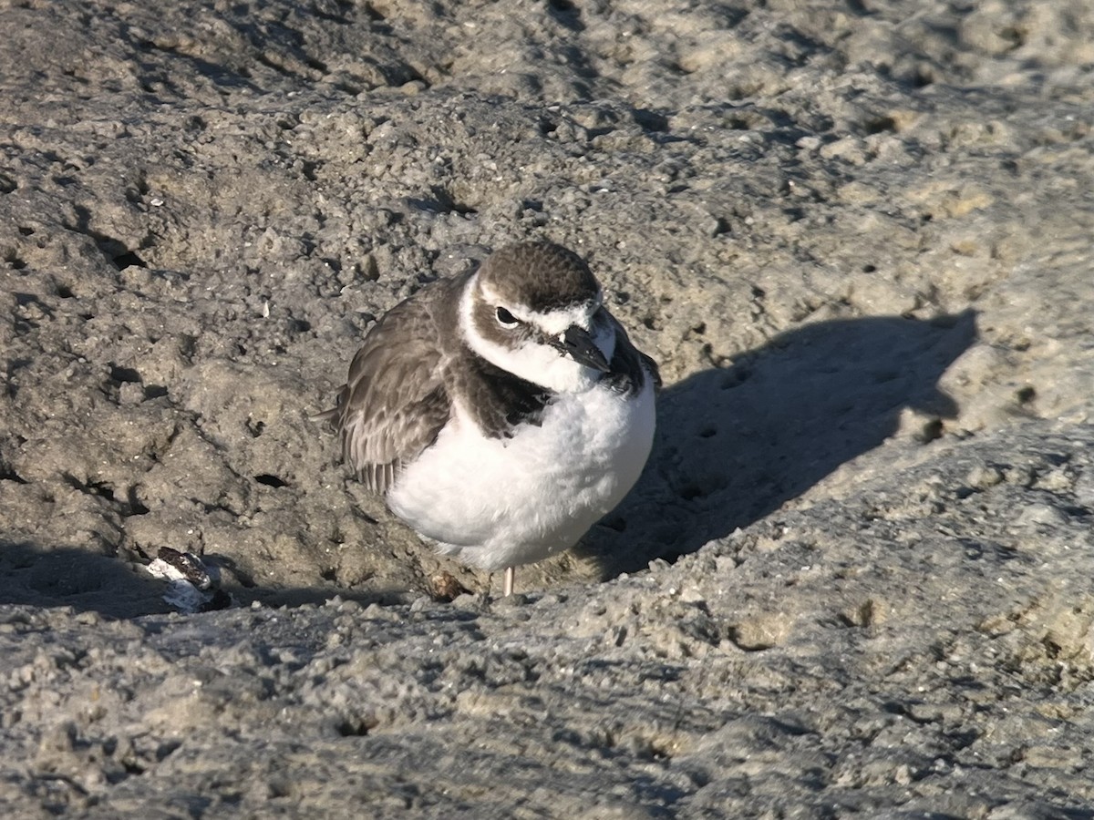 Wilson's Plover - ML627868301