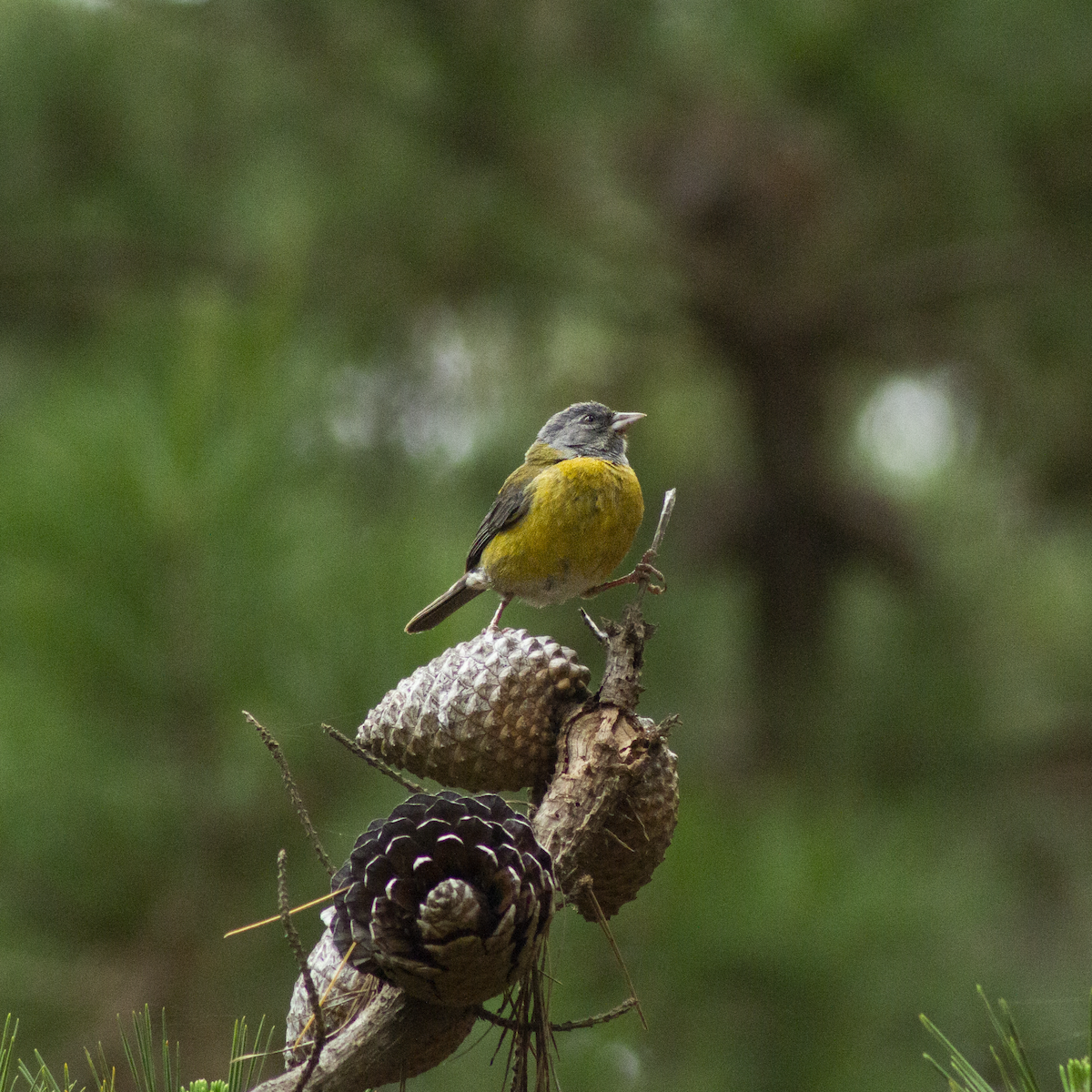 Gray-hooded Sierra Finch - ML627868320