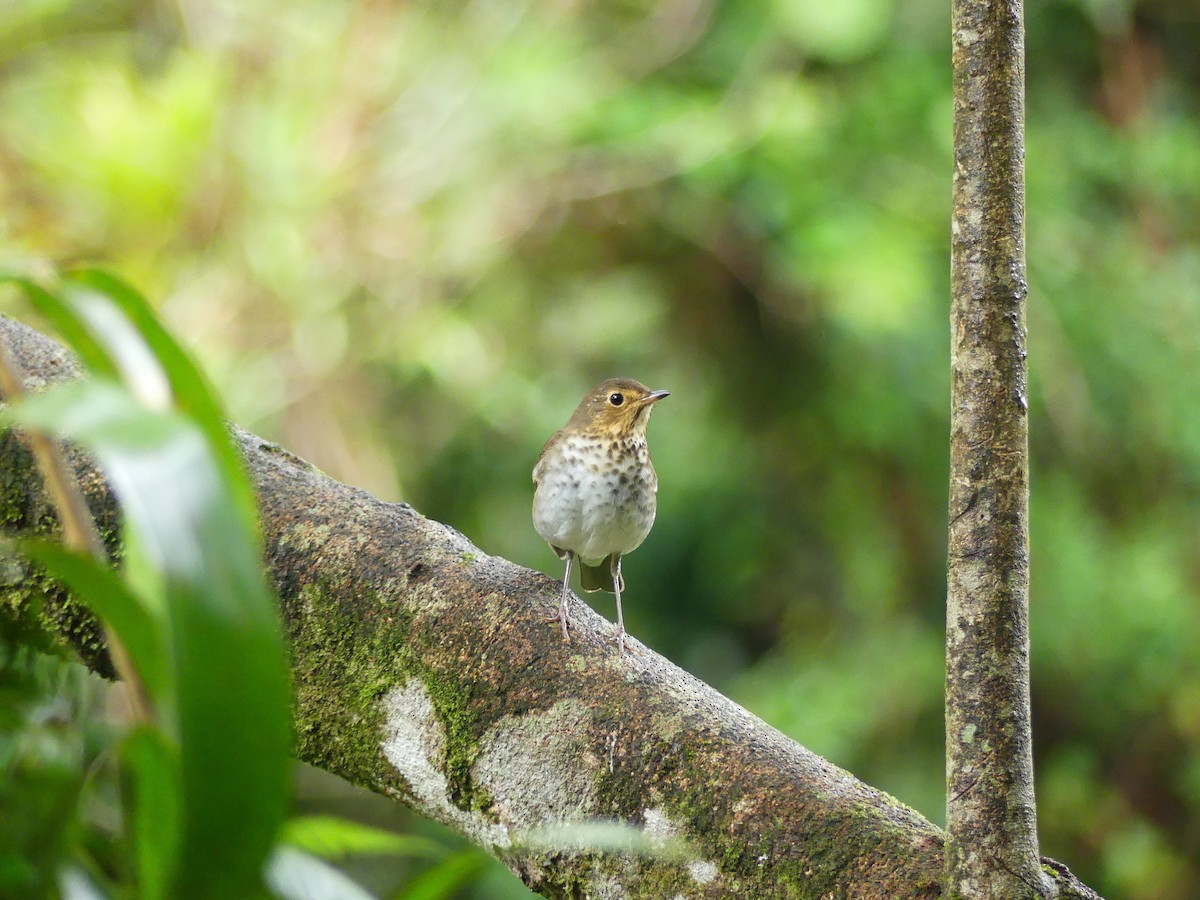 Swainson's Thrush - ML627868346