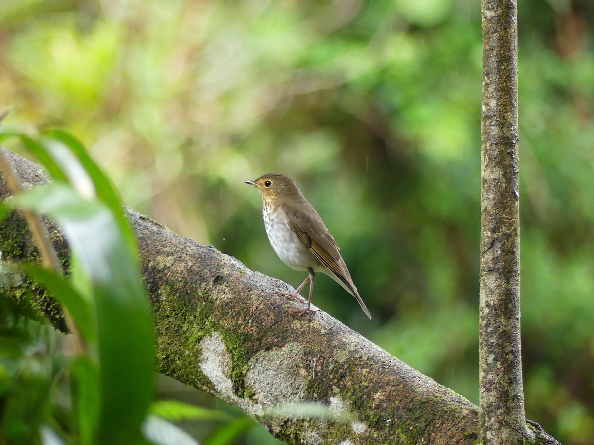 Swainson's Thrush - ML627868347