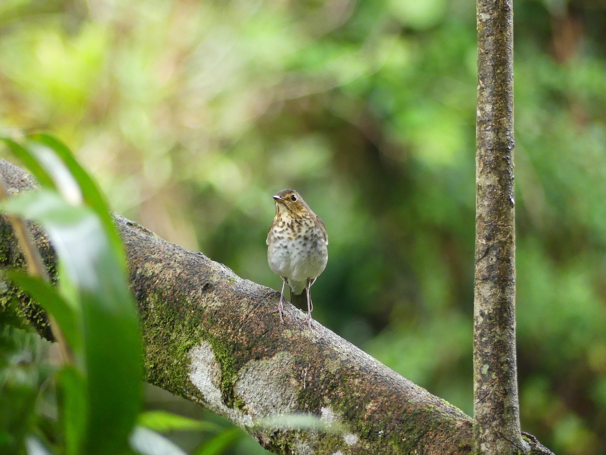 Swainson's Thrush - ML627868348